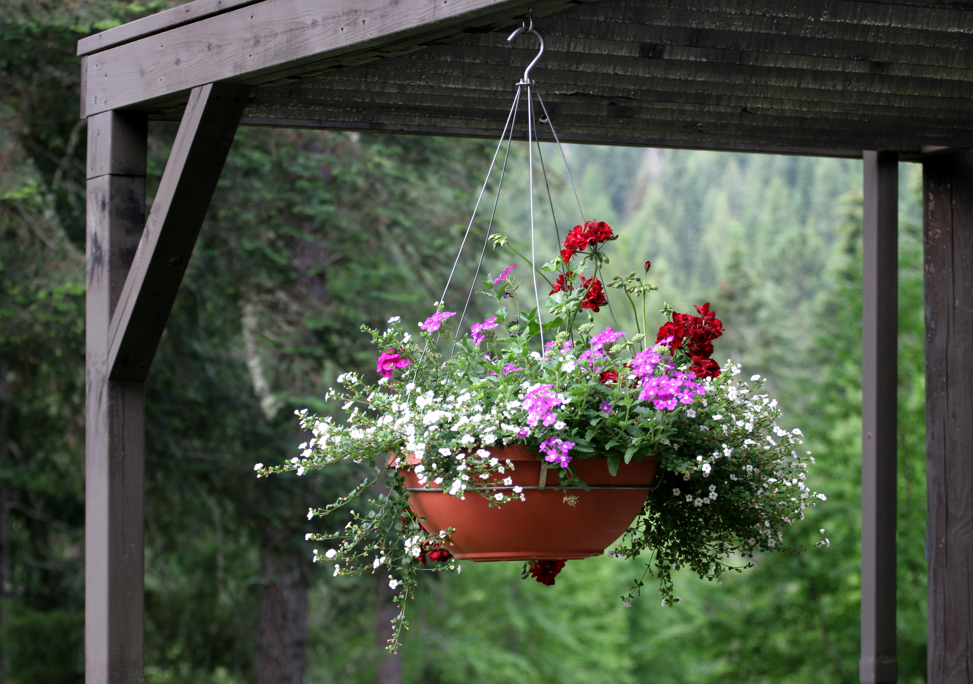 hanging-potted-flowers.jpg