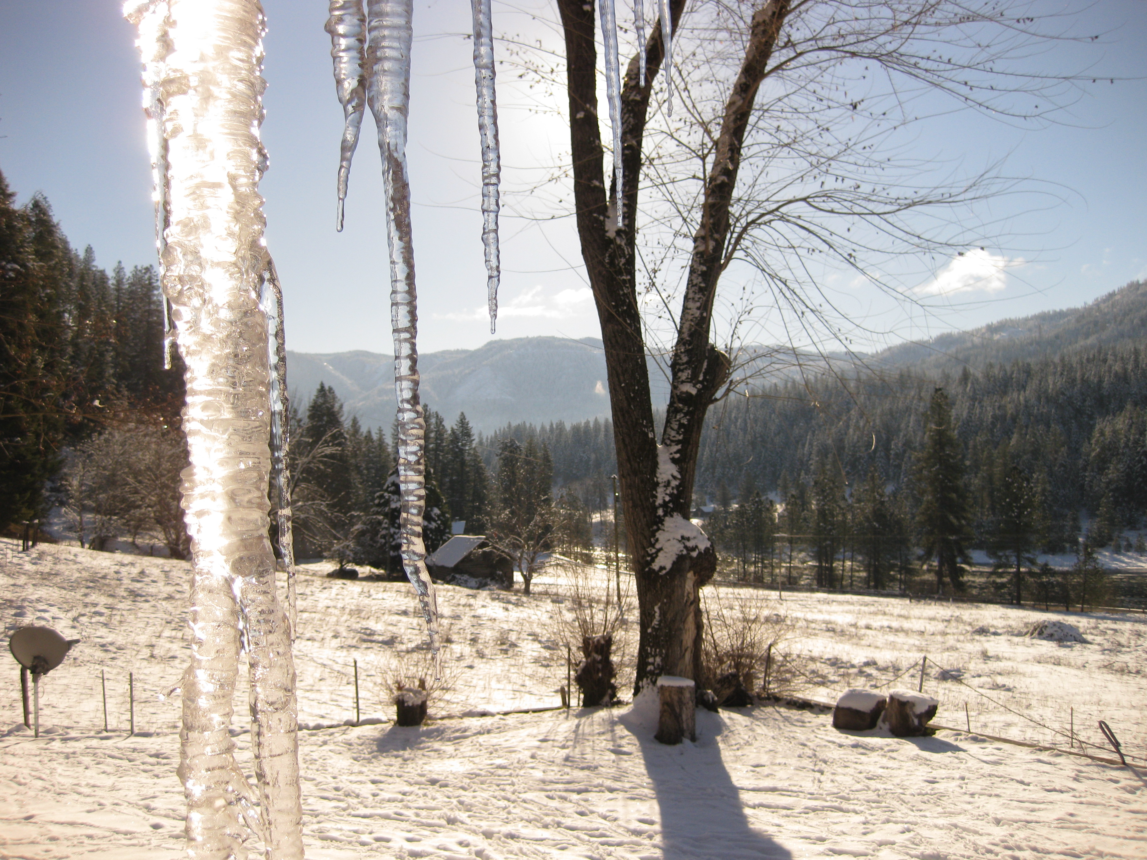 Icicle-in-front-of-winter-forest.jpg