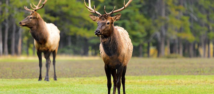 elk-standing-in-a-field.jpg