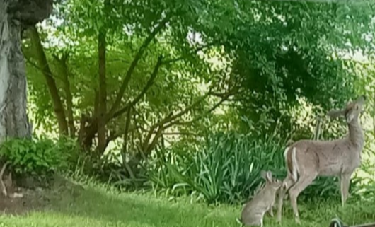 front yard of house